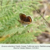 kretania stekolnikovi vashlovani female 2